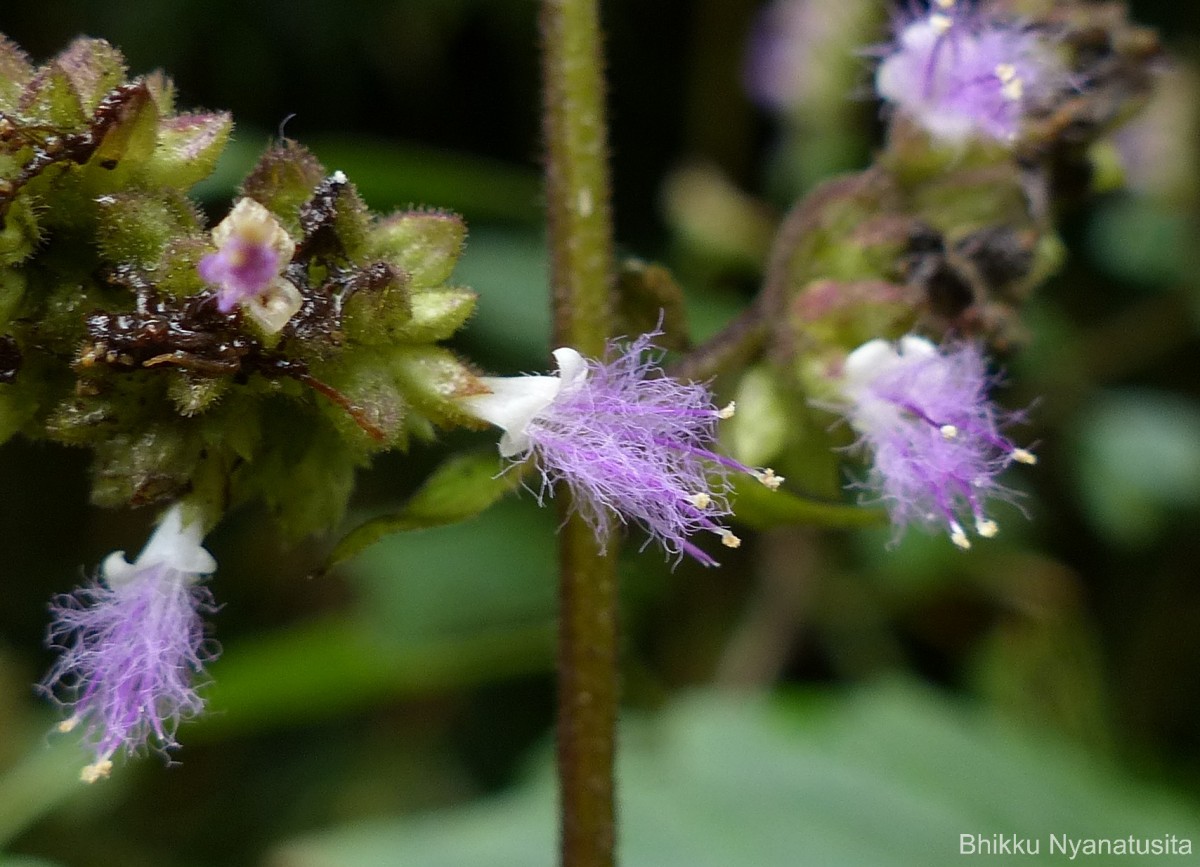 Pogostemon heyneanus Benth.